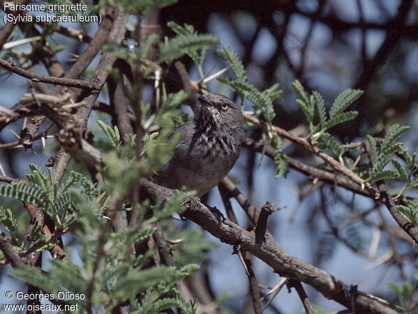 Chestnut-vented Warbler