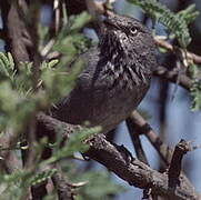 Chestnut-vented Warbler