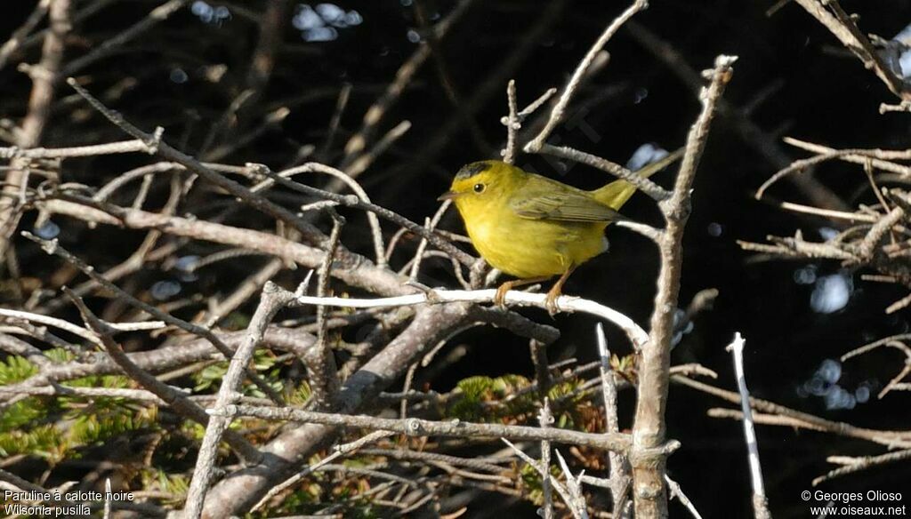 Wilson's Warbler male adult