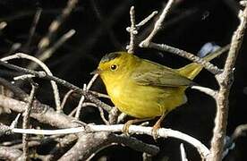 Wilson's Warbler