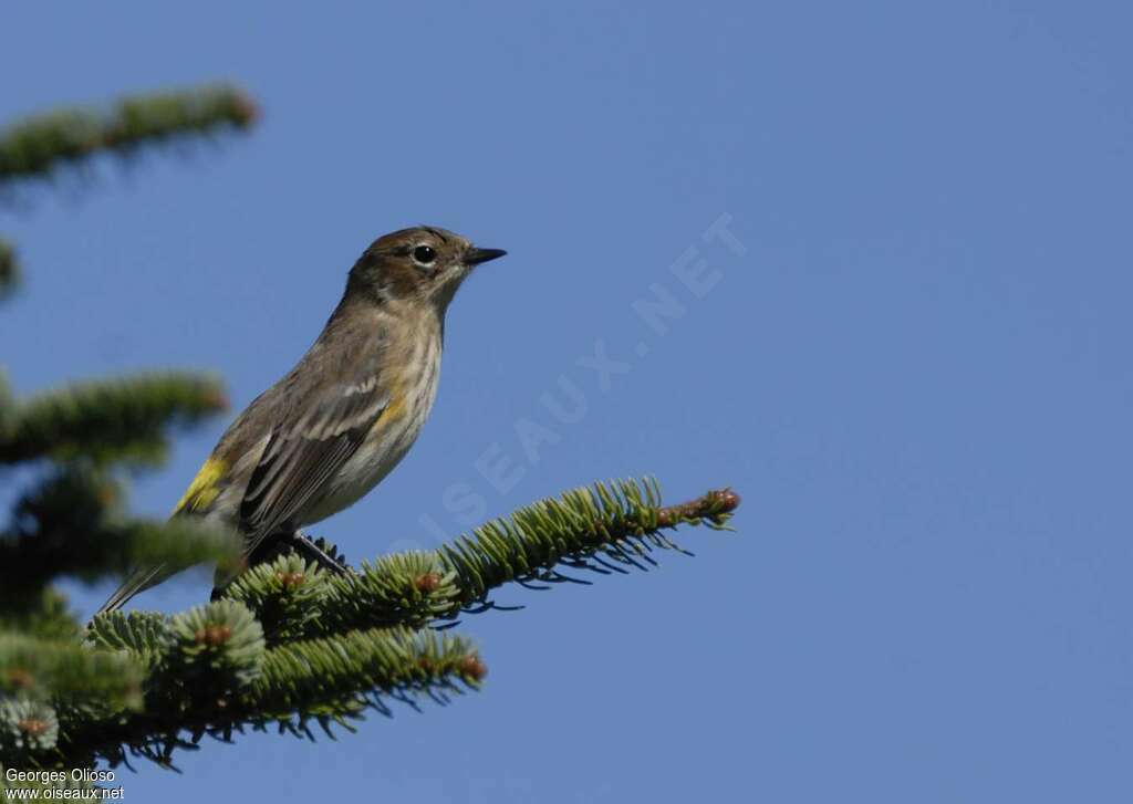 Myrtle Warbler male First year, identification