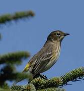 Myrtle Warbler