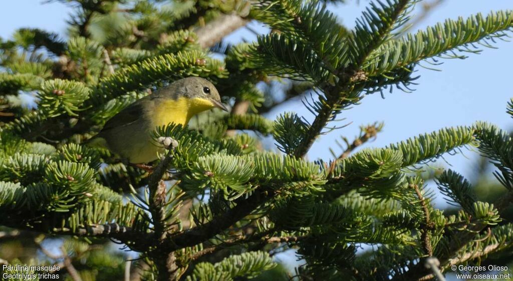 Common Yellowthroat female First year