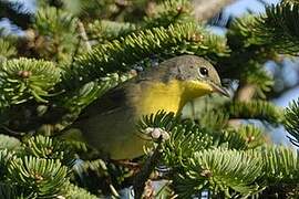 Common Yellowthroat