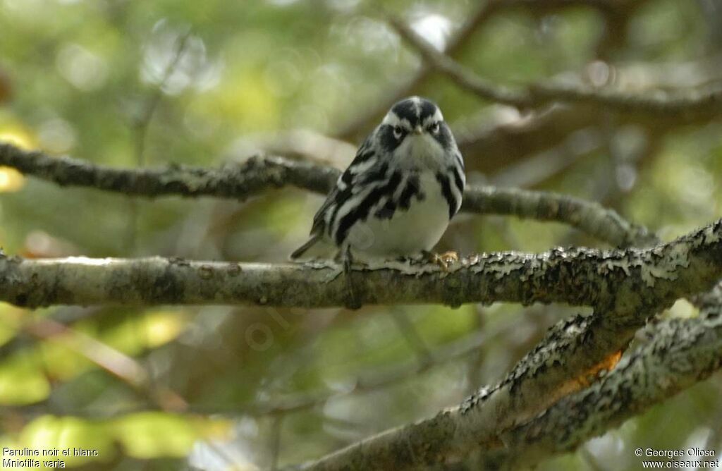 Black-and-white Warbler