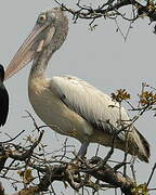 Spot-billed Pelican