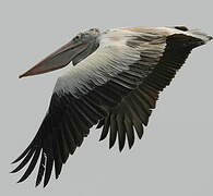 Spot-billed Pelican