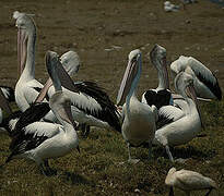 Australian Pelican