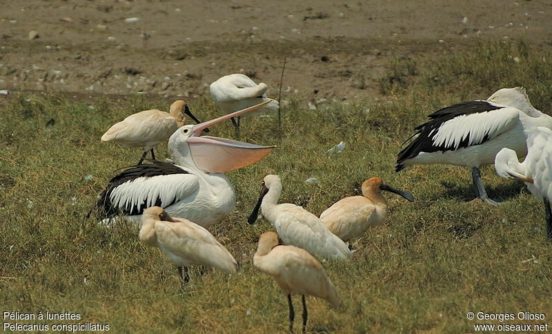 Australian Pelican