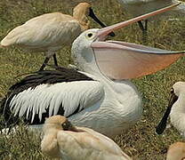 Australian Pelican