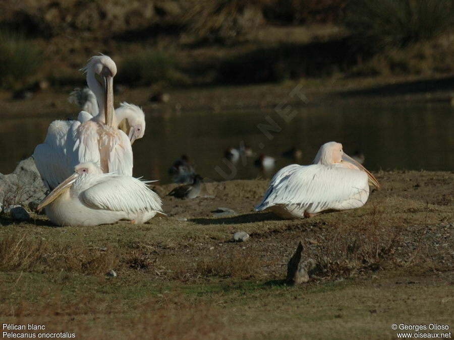 Great White Pelican