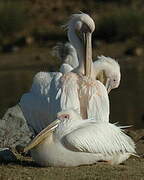 Great White Pelican