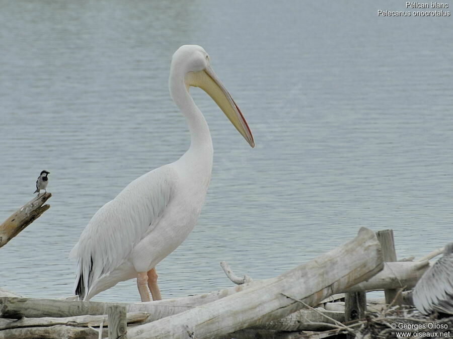 Pélican blancadulte internuptial, identification