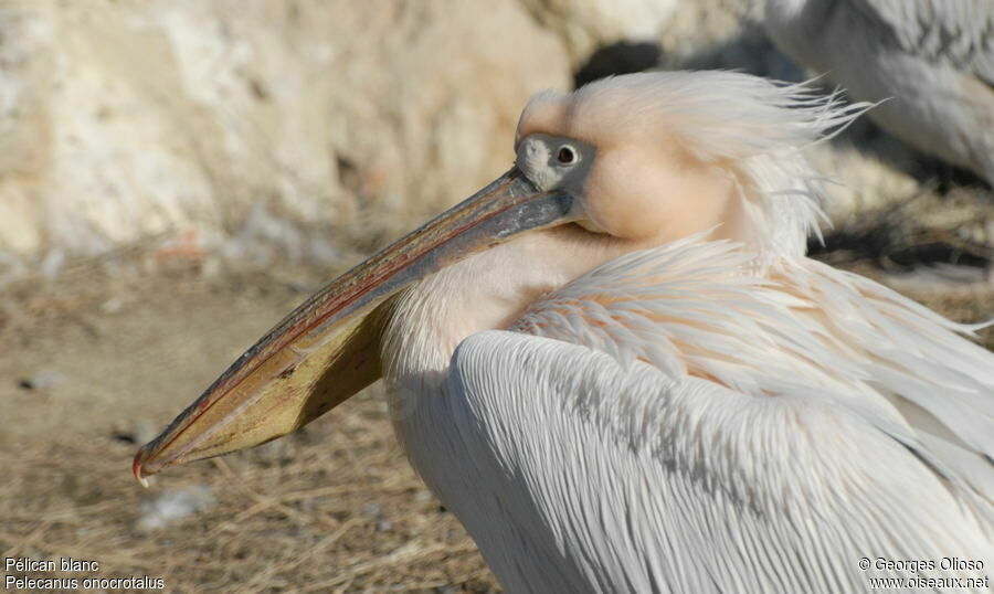 Great White Pelicanadult breeding, identification