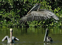 Brown Pelican