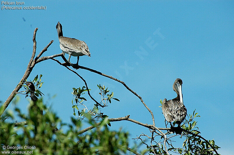 Brown Pelican