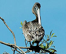 Brown Pelican