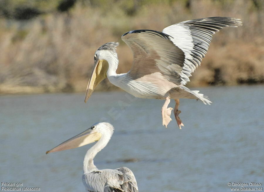 Pink-backed Pelicanadult breeding, identification, Behaviour