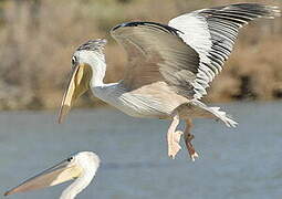 Pink-backed Pelican