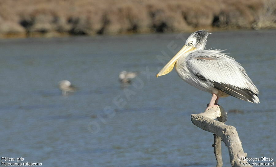 Pink-backed Pelican, identification, Behaviour