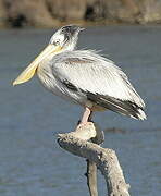 Pink-backed Pelican