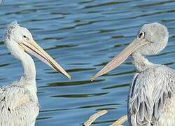 Pink-backed Pelican