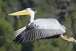 Pink-backed Pelican