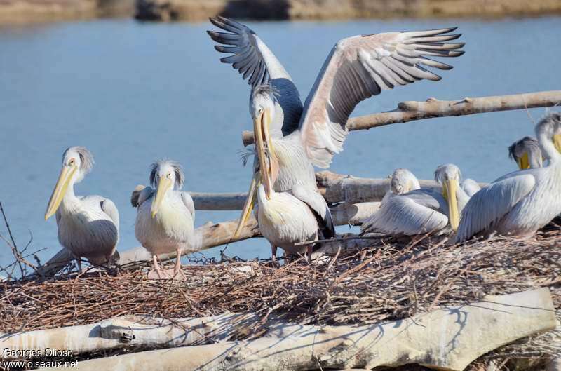 Pélican grisadulte nuptial, accouplement., Nidification, Comportement