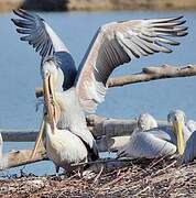 Pink-backed Pelican