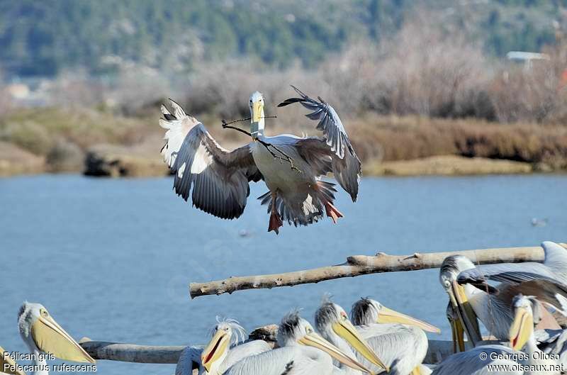 Pink-backed Pelicanadult breeding, Flight, Reproduction-nesting, Behaviour