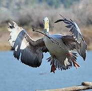 Pink-backed Pelican