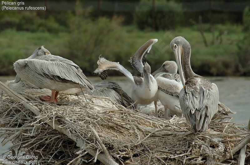 Pink-backed Pelican