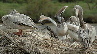 Pink-backed Pelican