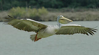 Pink-backed Pelican