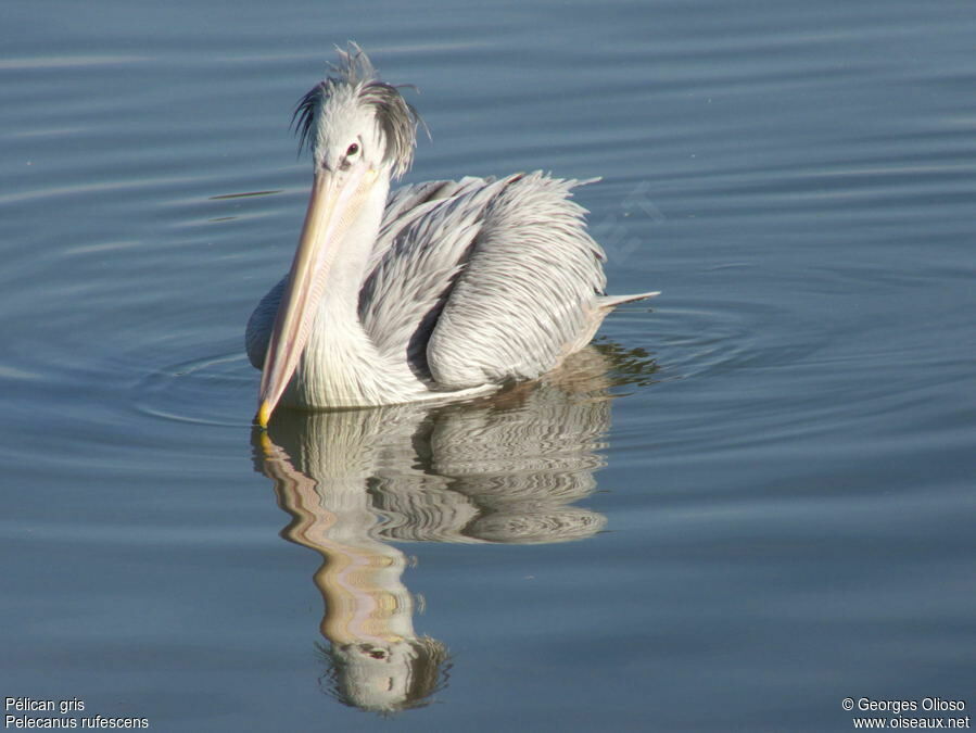 Pélican gris