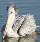 Pink-backed Pelican