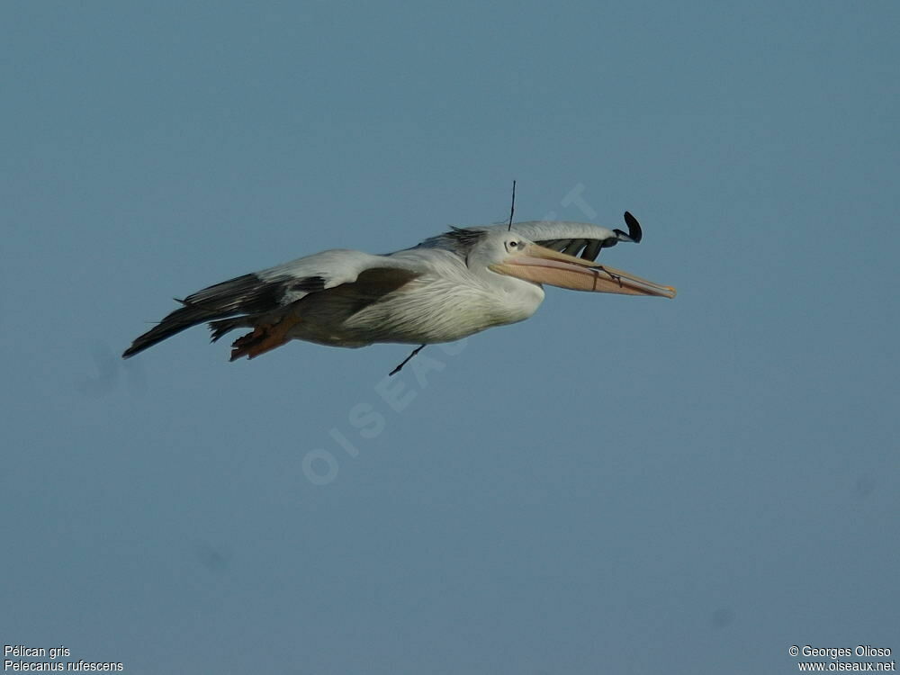 Pink-backed Pelicanadult post breeding