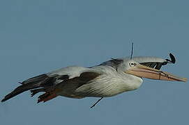 Pink-backed Pelican