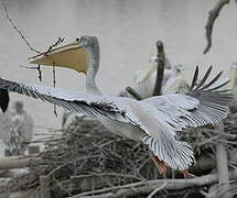 Pink-backed Pelican