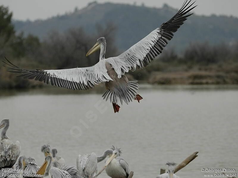 Pink-backed Pelicanadult, Flight