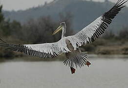 Pink-backed Pelican