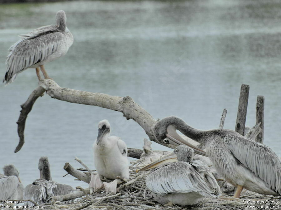 Pélican gris1ère année, Nidification, Comportement