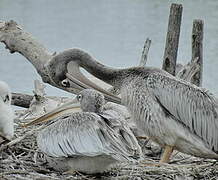 Pink-backed Pelican