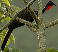 Crested Guan