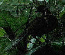 Black Guan