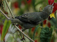 Slaty Flowerpiercer