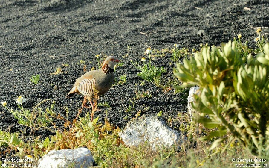 Barbary Partridgeadult breeding, identification