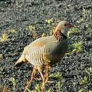 Perdrix gambra