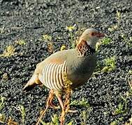 Barbary Partridge