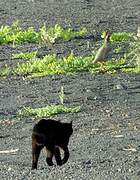 Barbary Partridge